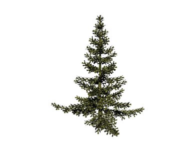 Uzun boylu, yemyeşil ağaçlar,