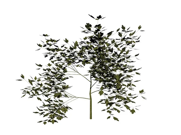 緑豊かな葉を持つ背の高い木 — ストック写真