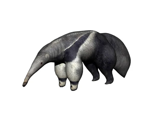 Anteater Con Pelliccia Bianca Grigia — Foto Stock