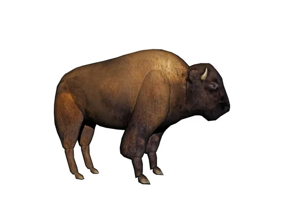 Taureau Bison Sauvage Lourd — Photo