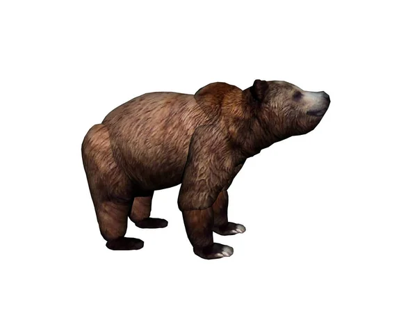 Duży Ciężki Niebezpieczny Niedźwiedź Brunatny — Zdjęcie stockowe