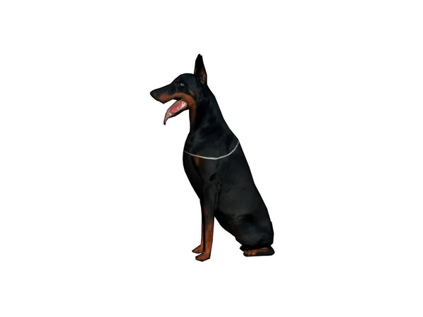 Doberman Ciemnym Futrem Jako Pies Stróż — Zdjęcie stockowe