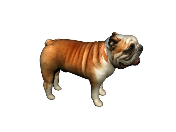 Poco Bulldog Sovrappeso Sta Guarda — Foto Stock