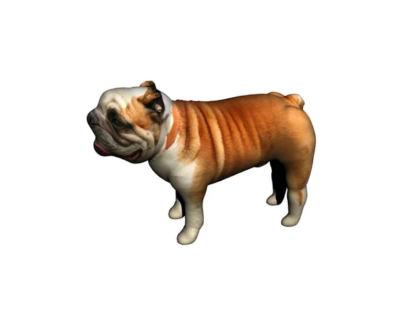 Poco Bulldog Sovrappeso Sta Guarda — Foto Stock