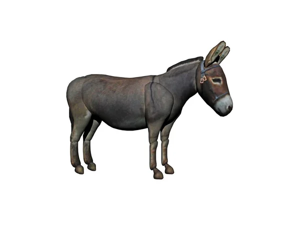 Gray Donkey Stands Pasture — Stock Photo, Image