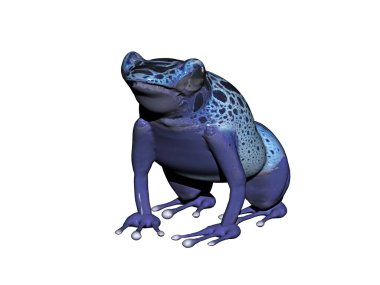 Amazon 'dan küçük mavi zehirli ok kurbağası.