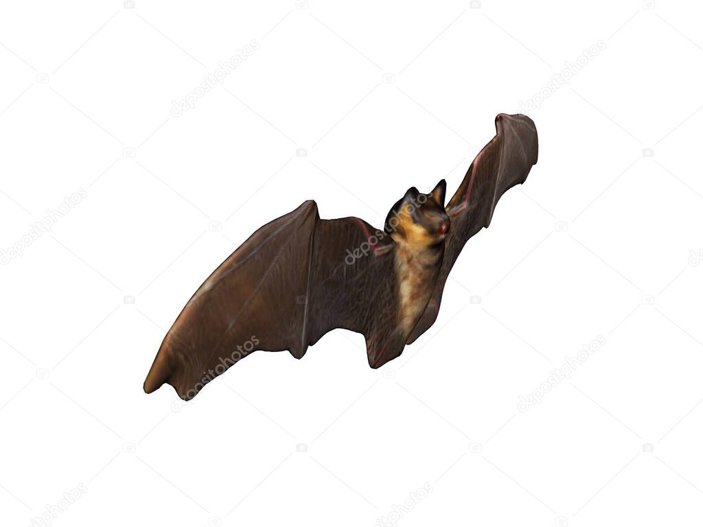 Bat with wings spread flies around