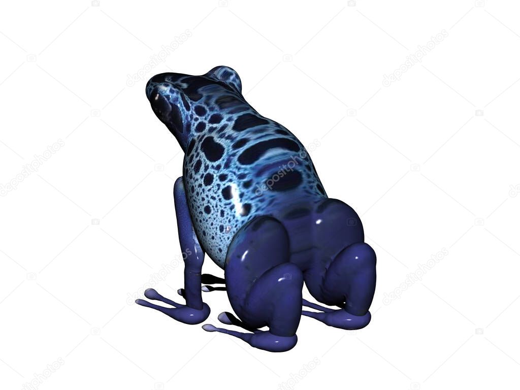 small blue poison dart frog from the Amazon