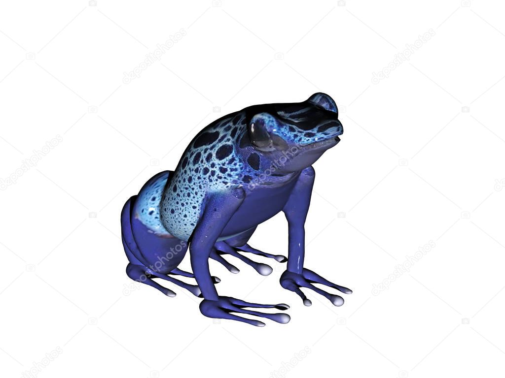 small blue poison dart frog from the Amazon