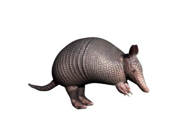 South American armadillo with tail and pointed muzzle clipart