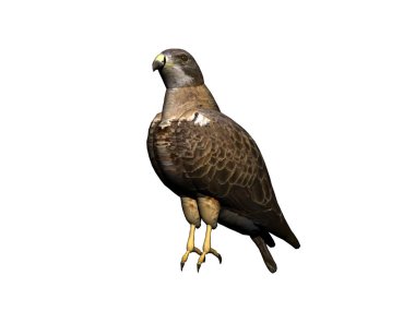 Keskin gagalı ve pençeli yırtıcı kuş.