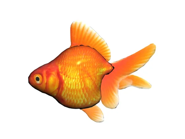 Fat Goldfish Swims — Stock Photo, Image