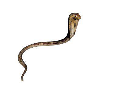 Zehirli yılan ereksiyon halinde Spei Kobra