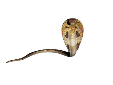 Zehirli yılan ereksiyon halinde Spei Kobra