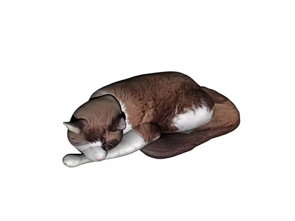 Kahverengi Tüylü Kedi Uyuyor — Stok fotoğraf