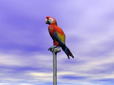 Renkli papağan değneğin üzerinde oturur