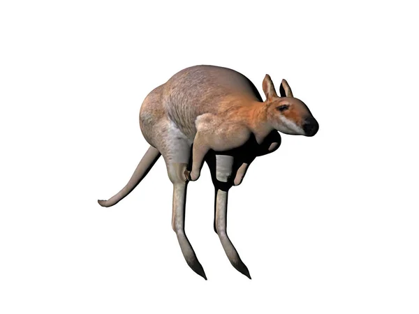 オーストラリアでカンガルーをジャンプさせ — ストック写真