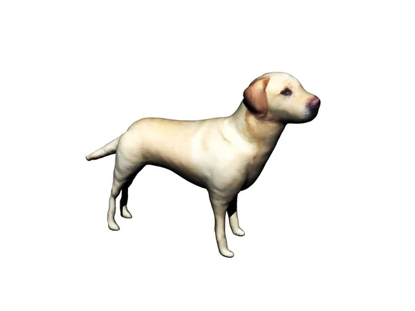 Pequeno Cão Branco Olha — Fotografia de Stock