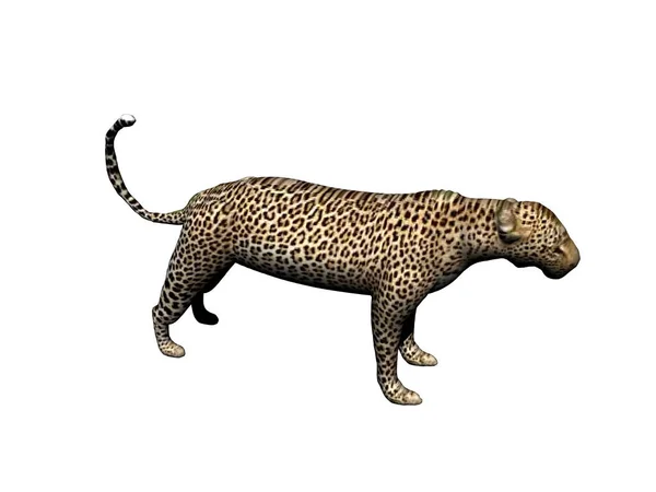 Leopardo Muscular Estepe — Fotografia de Stock