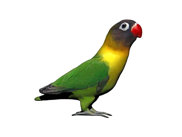 Papagaio Colorido Senta Varinha — Fotografia de Stock