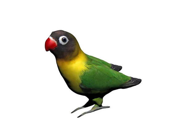 Colorful Parrot Sits Wand — Stock Photo, Image