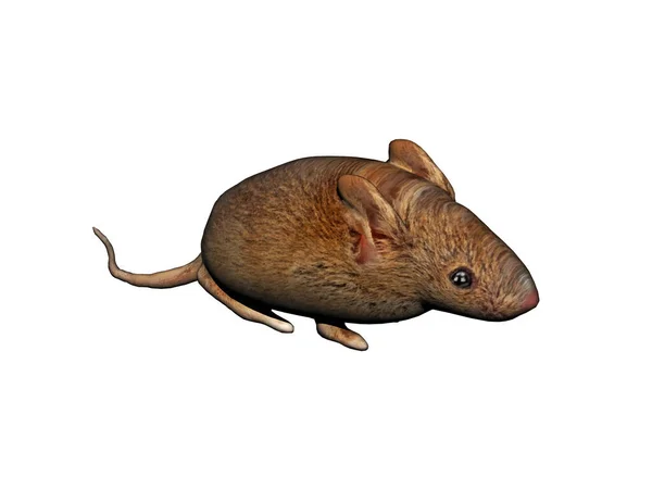 尾が長い茶色のネズミ — ストック写真