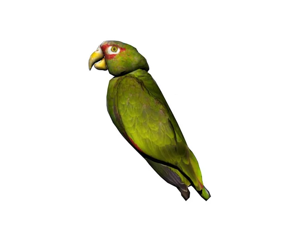 Zielona Papuga Rozbija Się Siebie — Zdjęcie stockowe