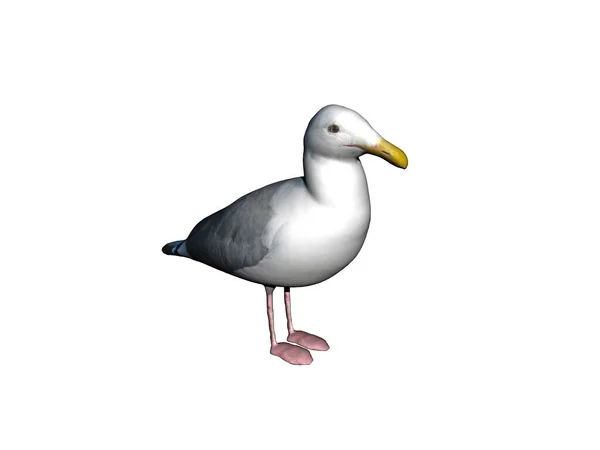 Seagull Yellow Beak Foraging — Stock Photo, Image