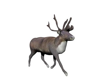 Boynuzlu ren geyiği tundrada koşar.