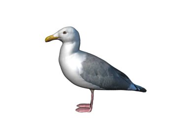 Sarı gagalı bir martı.