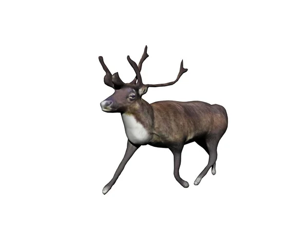 Reindeer Antlers Runs Tundra — Stock Photo, Image