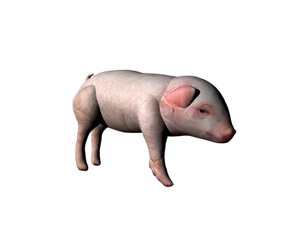 Cerdo Doméstico Rosado Granja — Foto de Stock