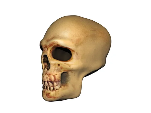 Dead Skull Jaw Eye Sockets — Stock Photo, Image