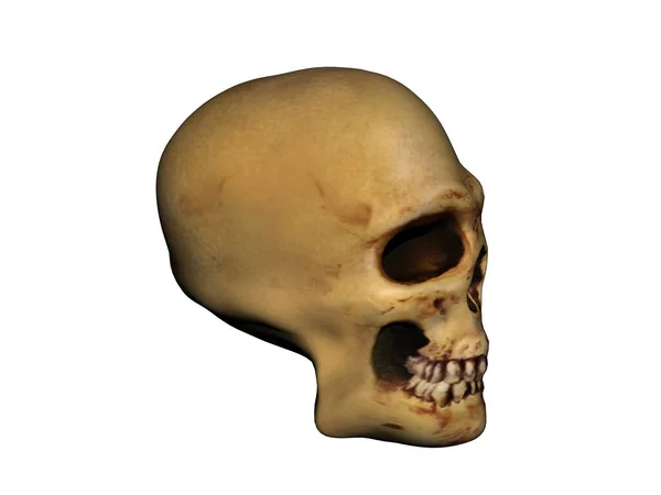 Cráneo Muerto Con Mandíbula Cuencas Oculares — Foto de Stock