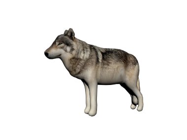 Koyu tüylü vahşi kurt.