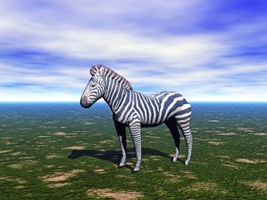 Afrika zebrası bozkırda duruyor.