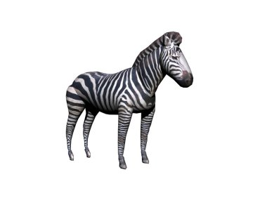 Afrika zebrası bozkırda duruyor.