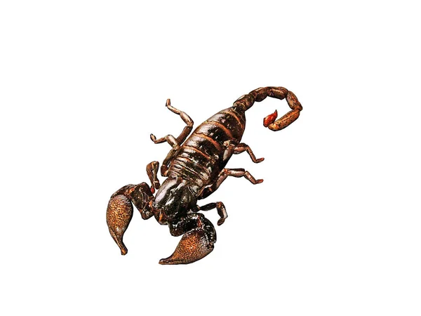 Pericoloso Scorpione Con Grandi Pinze Pungiglione Velenoso — Foto Stock