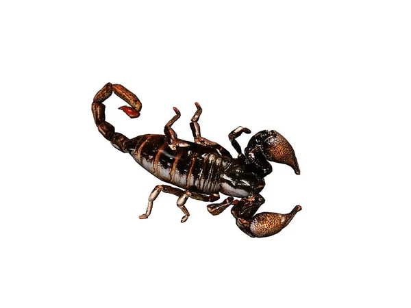 Nebezpečný Škorpión Velkými Kleštěmi Jedovatým Žihadlem — Stock fotografie