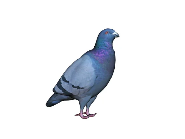 Pigeon Gris Bleu Dans Ville — Photo