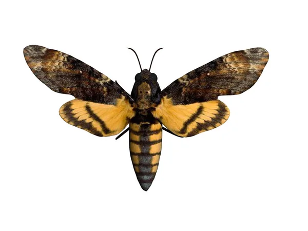 Totenkopf Schwarm Schmetterling Mit Ausgebreiteten Flügeln — Stockfoto