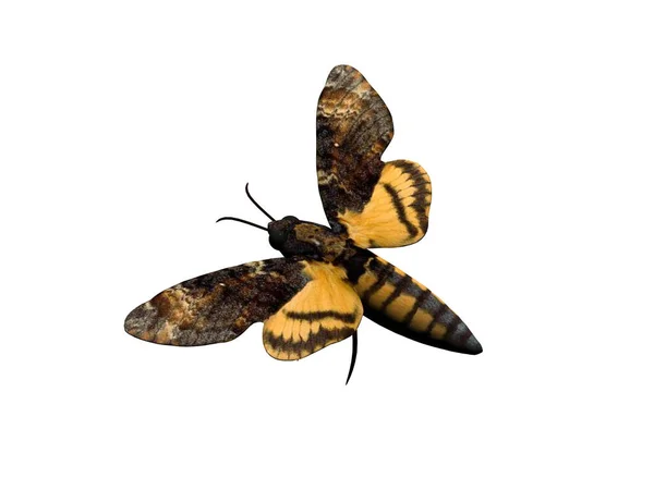 Totenkopf Schwarm Schmetterling Mit Ausgebreiteten Flügeln — Stockfoto