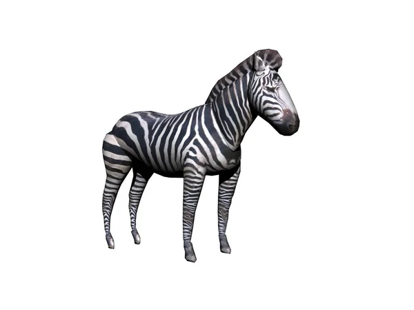 Afrikanisches Zebra Steht Der Steppe — Stockfoto