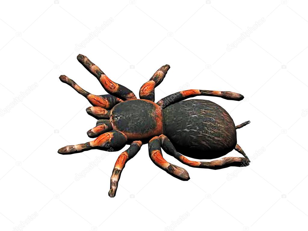 big fat spider in round spider web