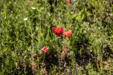 Taze yeşil çimenli yaz çayırı