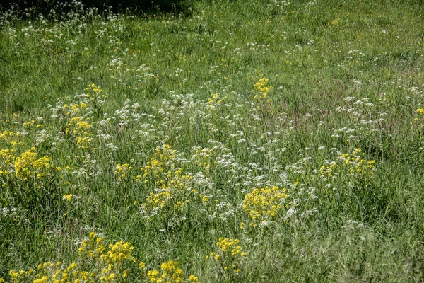 Fresh Green Summer Meadow Grasses — Stock Photo, Image