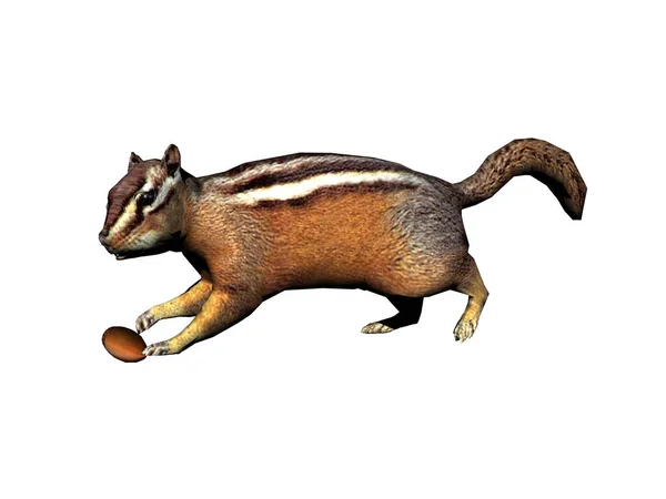 Streifenhörnchen Mit Rotem Fell Streifen Umher — Stockfoto