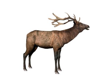 Açık alanda kahverengi tüylü geyik