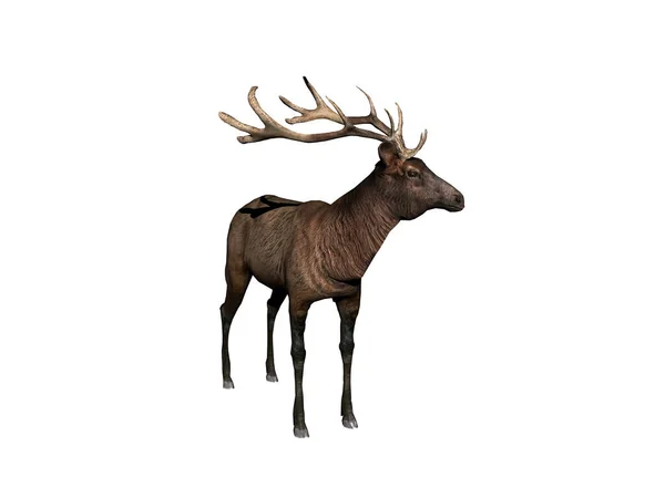 クリアリングに茶色の毛皮を持つ鹿 — ストック写真