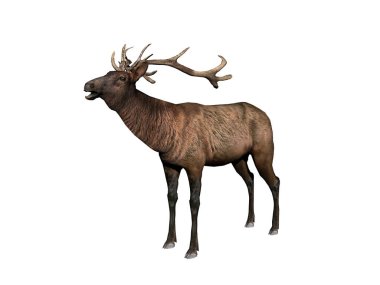 Açık alanda kahverengi tüylü geyik